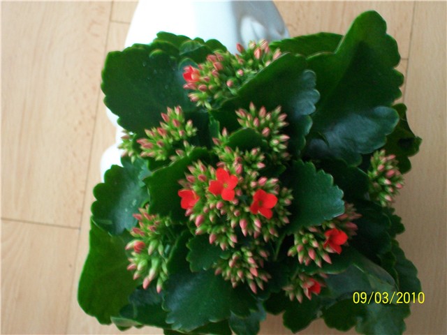 kalanhoa - lat. kalanchoe